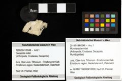 Foto (Objekt + Etiketten) von Mundopsidae indet. 